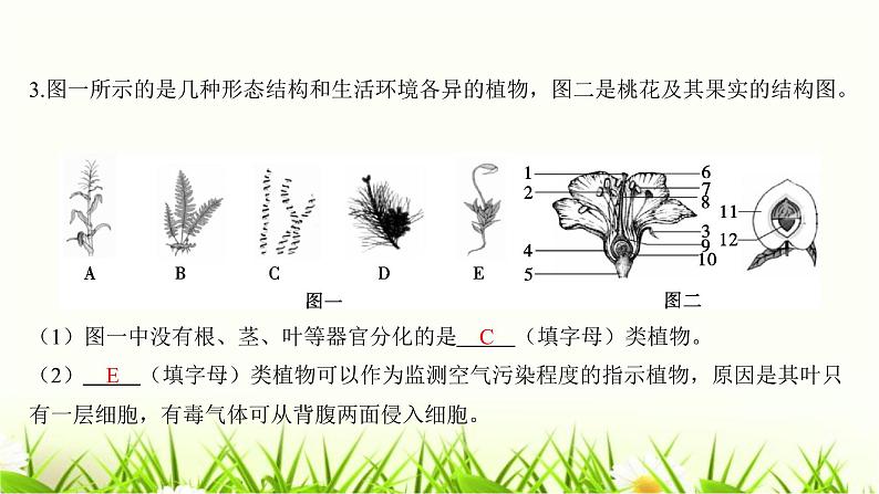中考生物复习中考生物学常考图专练(读图识图)课件第6页