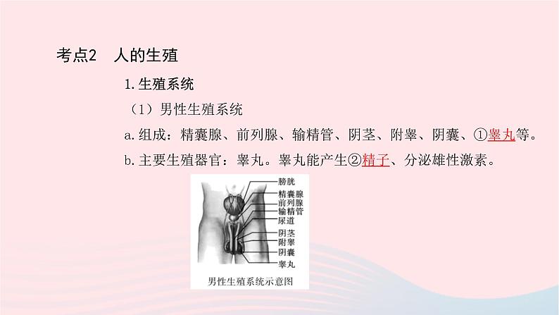 初中生物中考复习 中考生物总复习第一部分基醇点巩固第四单元生物圈中的人第一章人的由来课件第6页