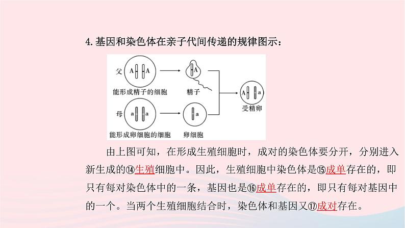 初中生物中考复习 中考生物总复习第一部分基醇点巩固第七单元生物圈中生命的延续和发展第二章生物的遗传与变异课件第8页