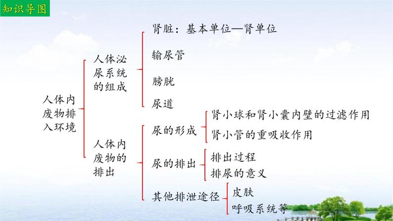 单元复习04 人体内废物排入环境（复习课件）——2022-2023学年人教版生物七年级下册单元综合复习03