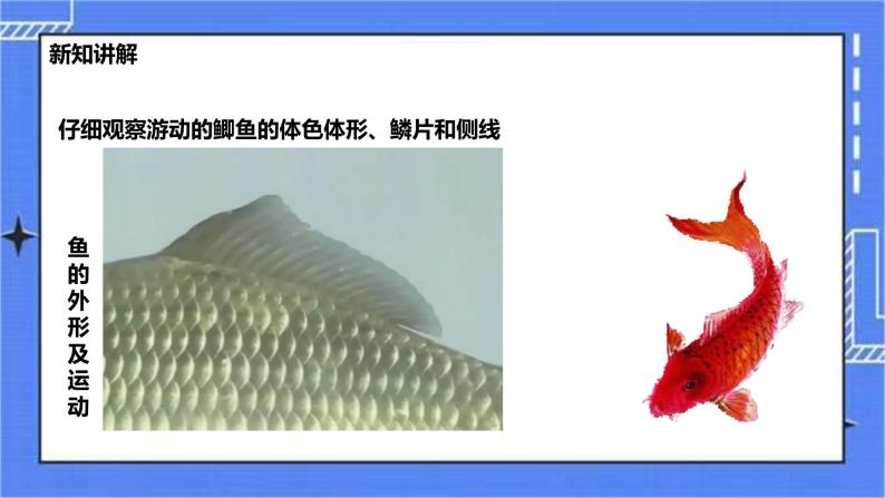 冀少版生物七上4.6鱼类  课件+教案+练习+素材03