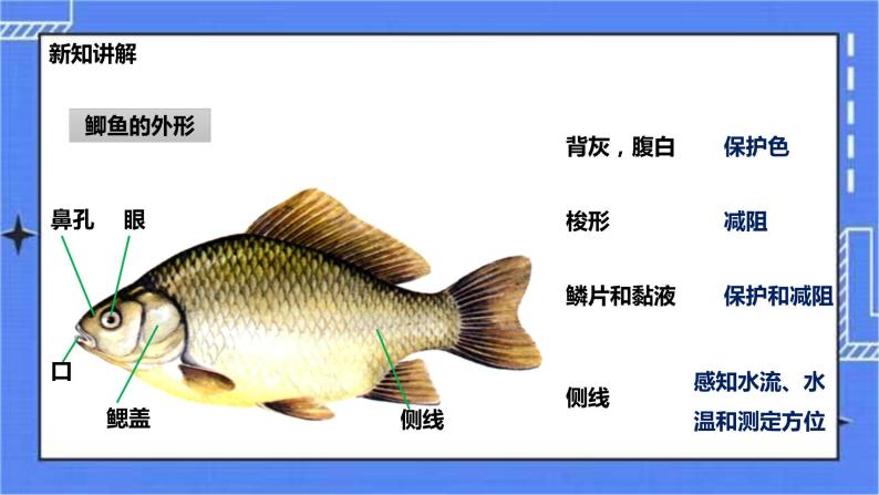 冀少版生物七上4.6鱼类  课件+教案+练习+素材05