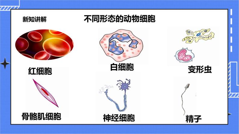 冀教版生物七上2.1 细胞第2课时 课件+教案+练习03