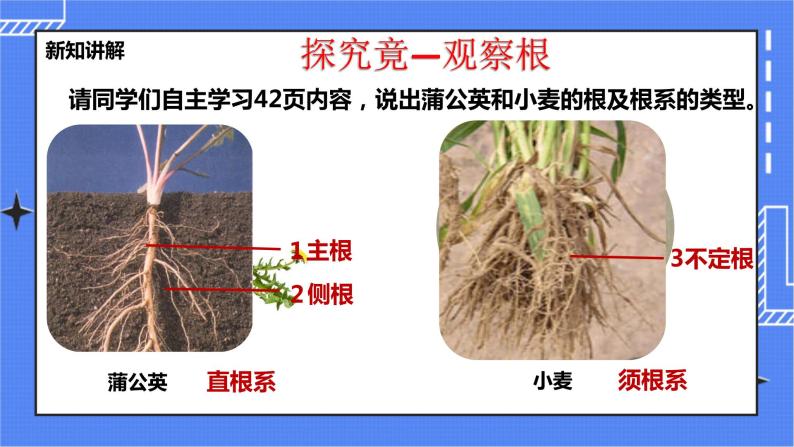 冀教版生物七上3.1 在实验室观察生物 课件+教案+练习+素材03