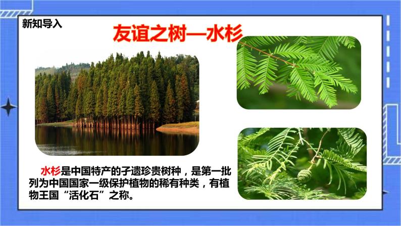 冀教版生物七上3.7我国的珍稀植物 课件+教案+练习02