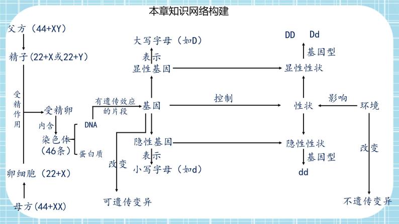 第七单元第2章 生物的遗传与变异（复习课件）- 2022-2023学年人教版生物八年级下册单元综合复习02