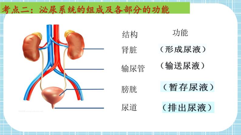 单元复习05 人体内废物的排出【知识梳理】——2022-2023学年人教版生物七年级下册单元综合复习课件PPT05