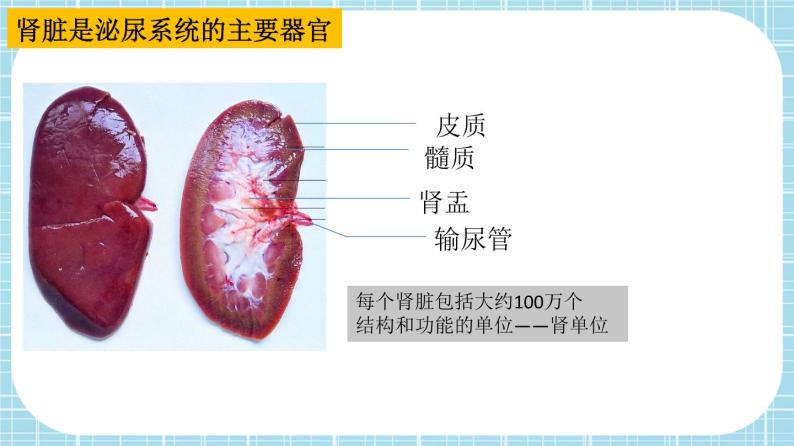 单元复习05 人体内废物的排出【知识梳理】——2022-2023学年人教版生物七年级下册单元综合复习课件PPT06