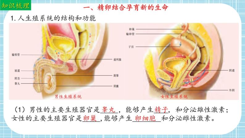 单元复习01 人的生殖和发育（复习课件）——2022-2023学年人教版生物七年级下册单元综合复习05