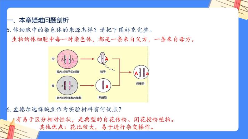 第七单元第2章 生物的遗传与变异（复习课件）- 2022-2023学年人教版生物八年级下册单元综合复习05