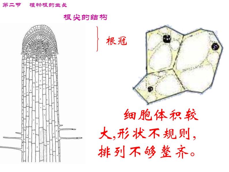 第二节　植株的生长  人教版初中生物课件ppt06