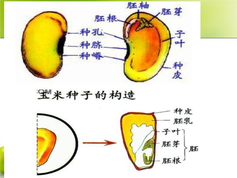 第三节种子植物  人教版初中生物课件ppt02