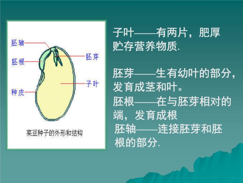 第三节种子植物  人教版初中生物课件ppt06