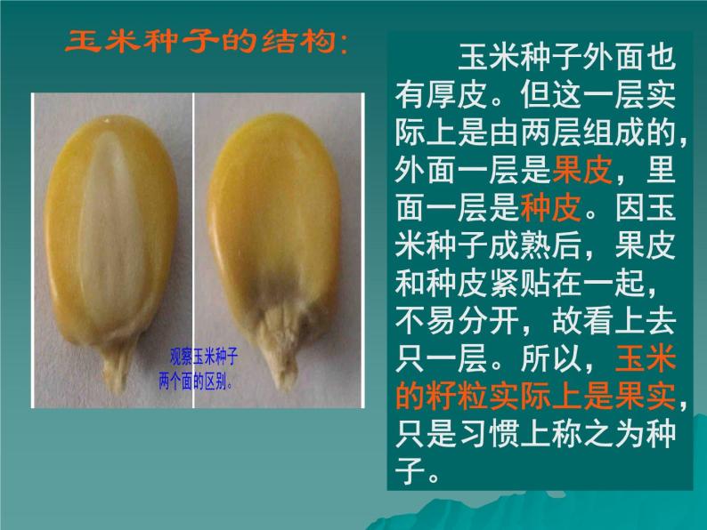 第三节种子植物  人教版初中生物课件ppt07