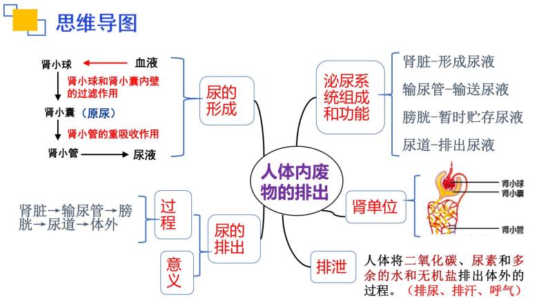 专题13人体内废物的排出课件PPT03