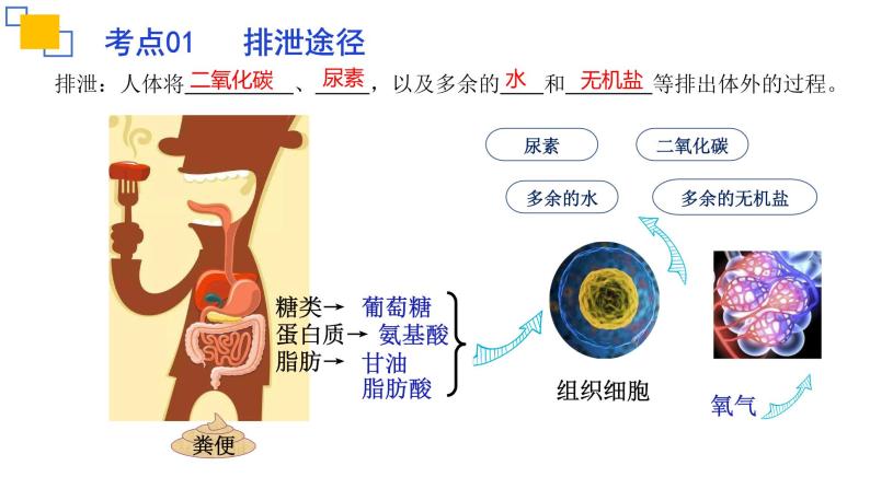 专题13人体内废物的排出课件PPT04