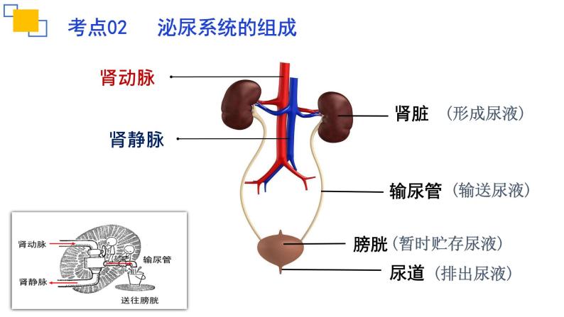 专题13人体内废物的排出课件PPT06