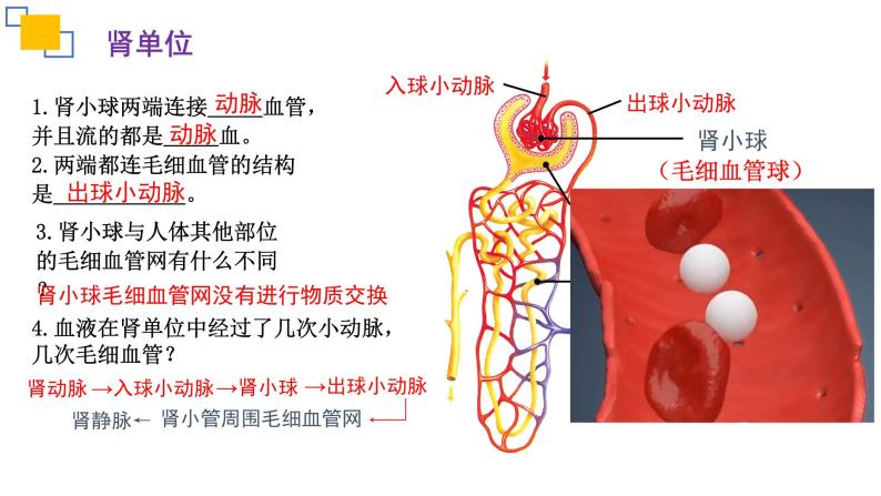 专题13人体内废物的排出课件PPT08