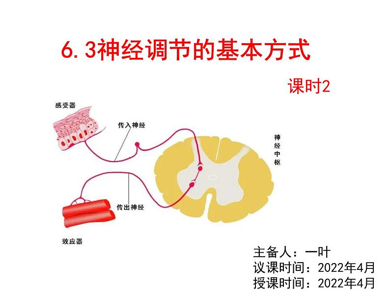 七年级下册人教版生物4.6.3神经调节的基本方式 课时2课件PPT03