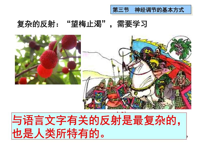 七年级下册人教版生物4.6.3神经调节的基本方式 课时2课件PPT05