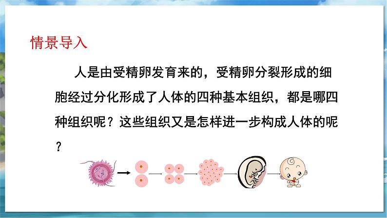 七下生物(苏科版)9.2 人体的组成 第2课时 PPT课件+教案05