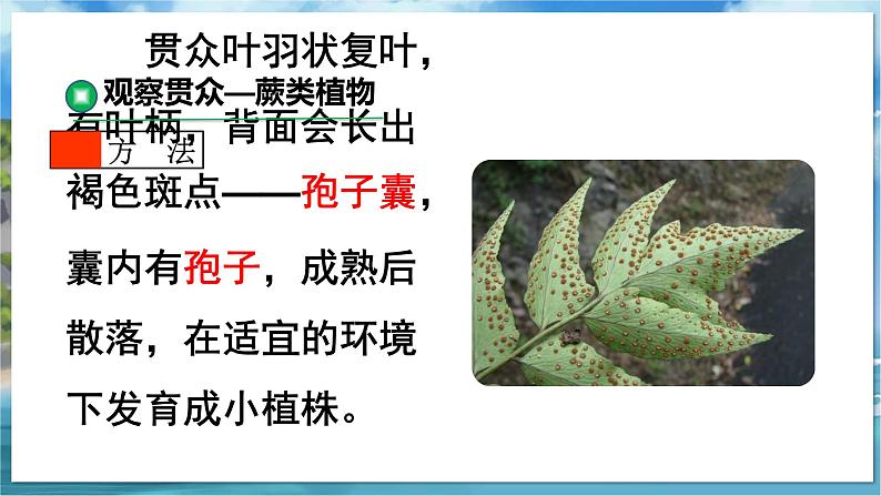 教学同步课件七下生物(苏科版)11.1 地面上的植物 第3课时第8页