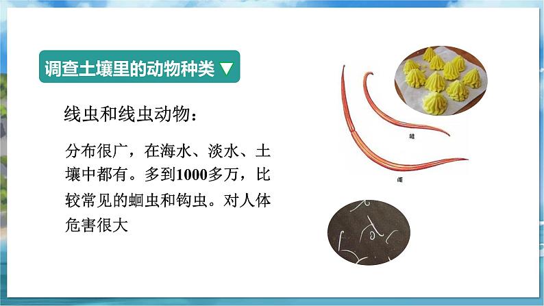 七下生物(苏科版)13.1 土壤里的小动物 PPT课件+教案07