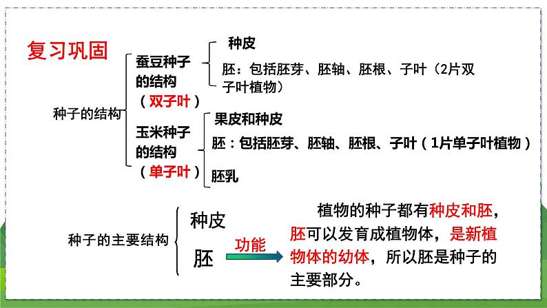 19.2 植物的生长发育(第2课时)(八年级生物上苏科版教学课件)02