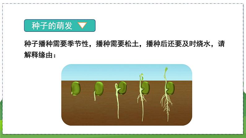 19.2 植物的生长发育(第2课时)(八年级生物上苏科版教学课件)04