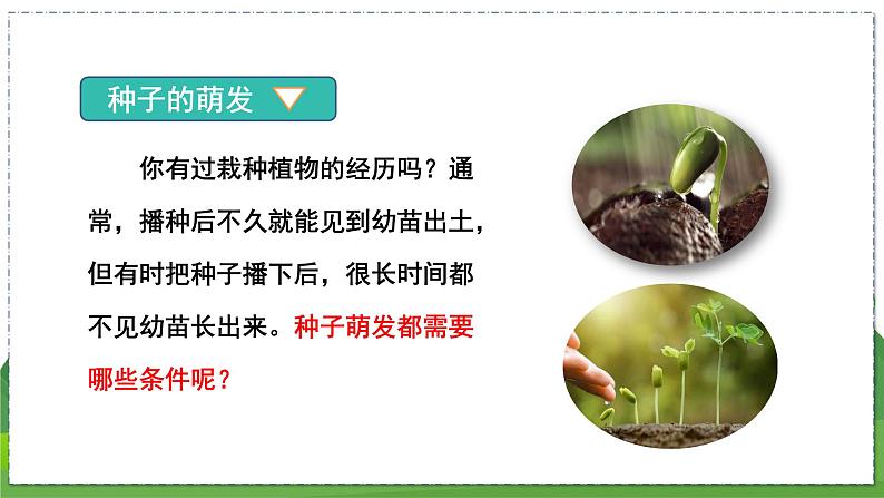 19.2 植物的生长发育(第2课时)(八年级生物上苏科版教学课件)05