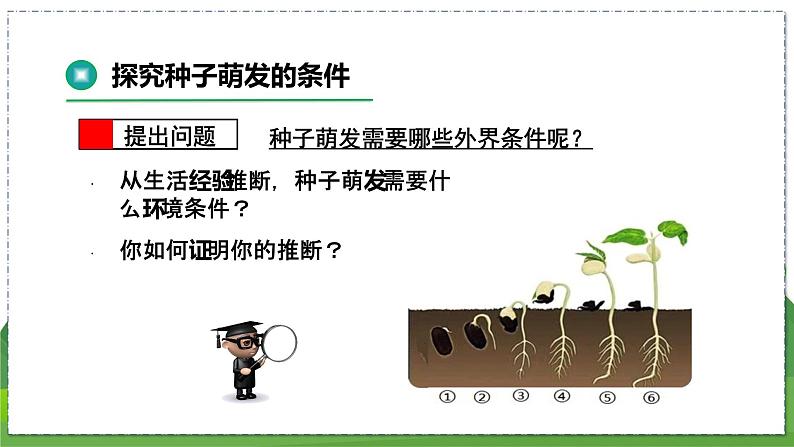 19.2 植物的生长发育(第2课时)(八年级生物上苏科版教学课件)07