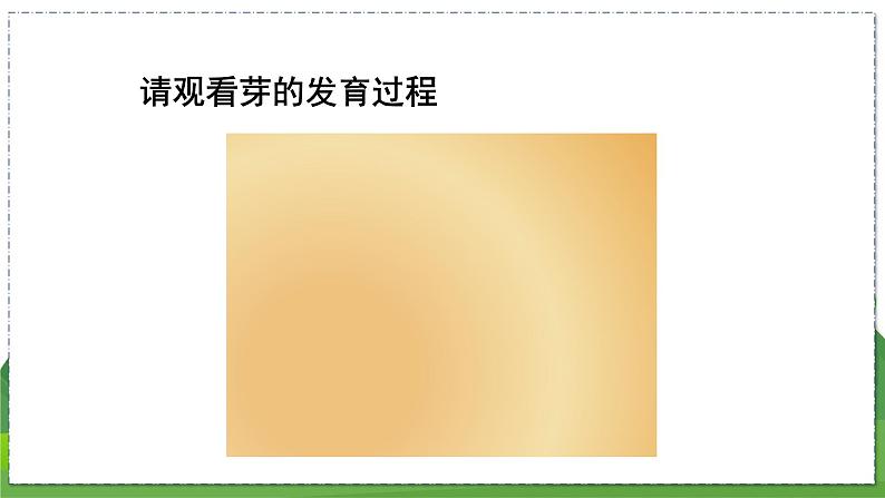 19.2 植物的生长发育(第3课时)(八年级生物上苏科版教学课件)07