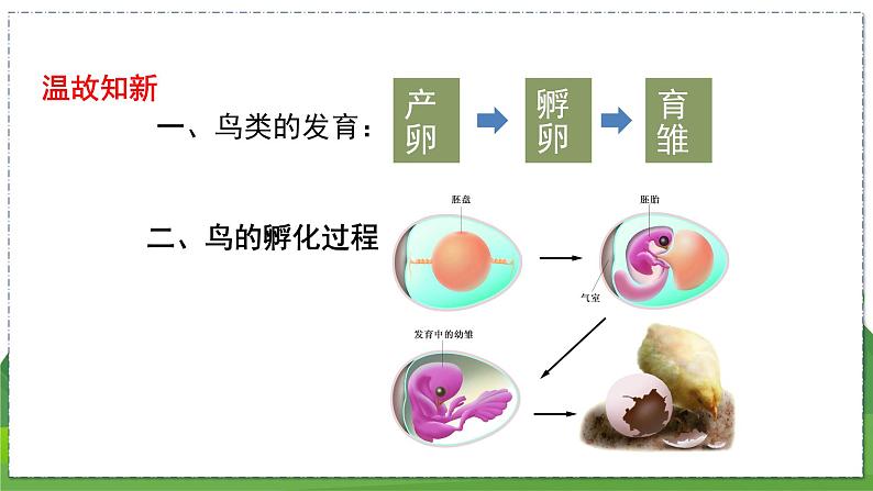 20.2 动物的发育(第2课时)(八年级生物上苏科版教学课件)02
