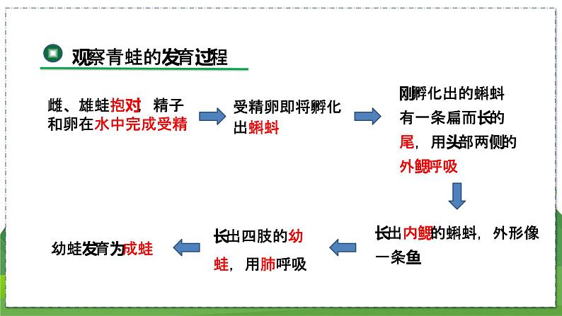 20.2 动物的发育(第2课时)(八年级生物上苏科版教学课件)06