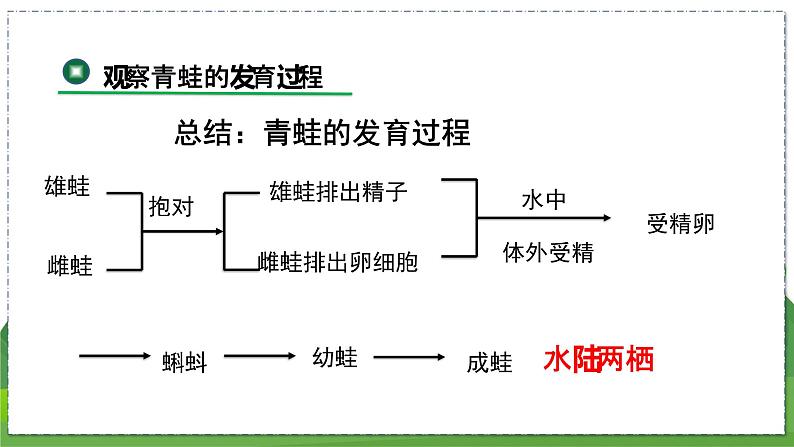 20.2 动物的发育(第2课时)(八年级生物上苏科版教学课件)08