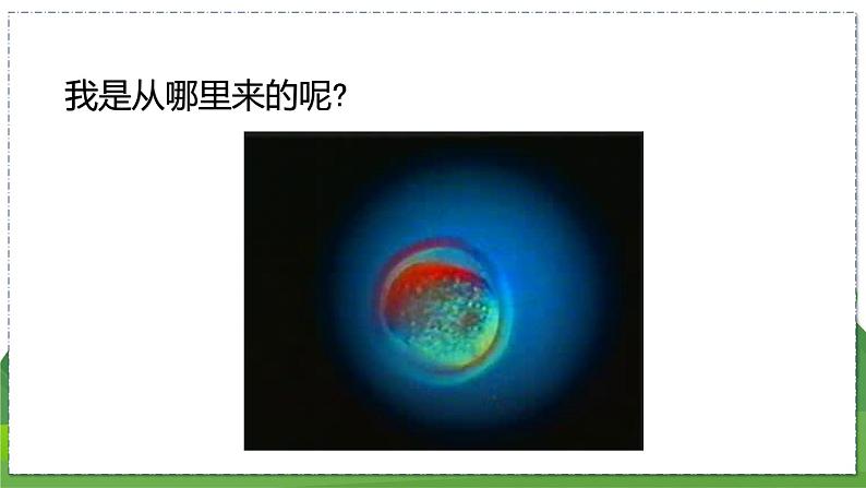 21.1 人的生殖(八年级生物上苏科版教学课件)05