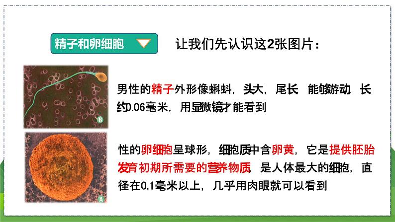 21.1 人的生殖(八年级生物上苏科版教学课件)06