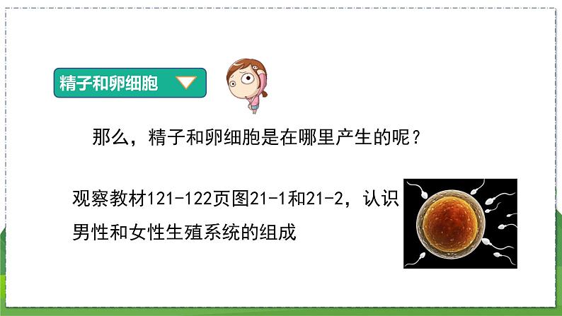 21.1 人的生殖(八年级生物上苏科版教学课件)08