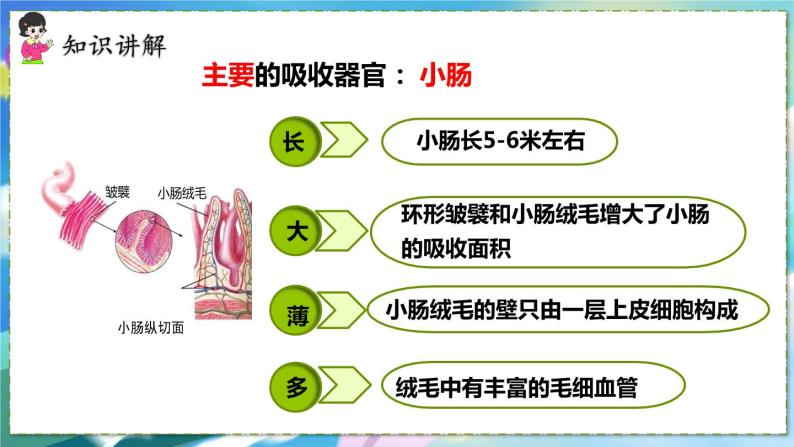 人教版生物7年级下册　第二章 第二节 消化和吸收 PPT课件06