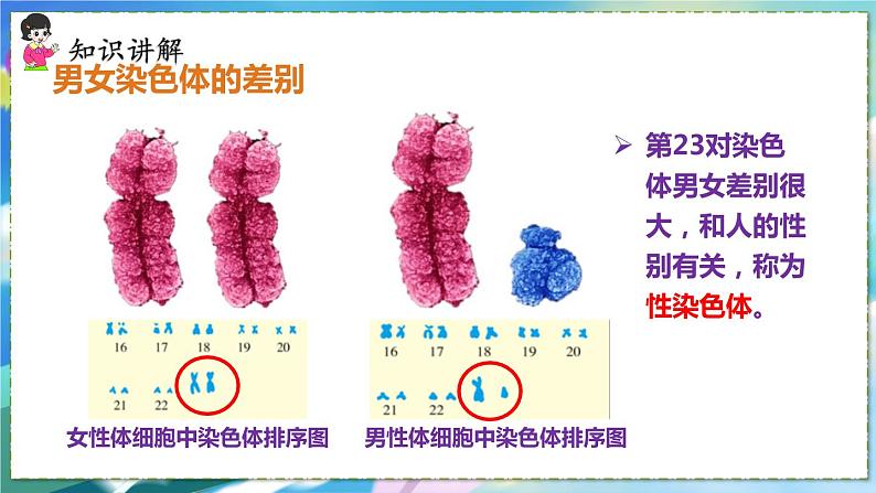 第四节 人的性别遗传第5页