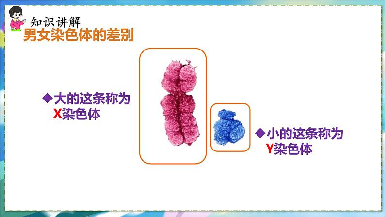 第四节 人的性别遗传第6页