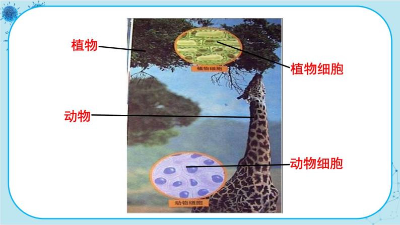 2.1 细胞（课件PPT+教案）08