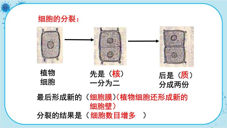 2.1 细胞（课件PPT+教案）04