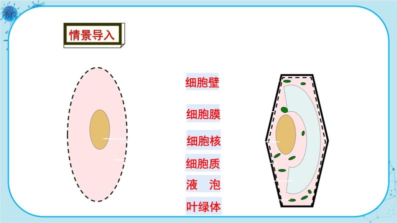 2.1 细胞（课件PPT+教案）02