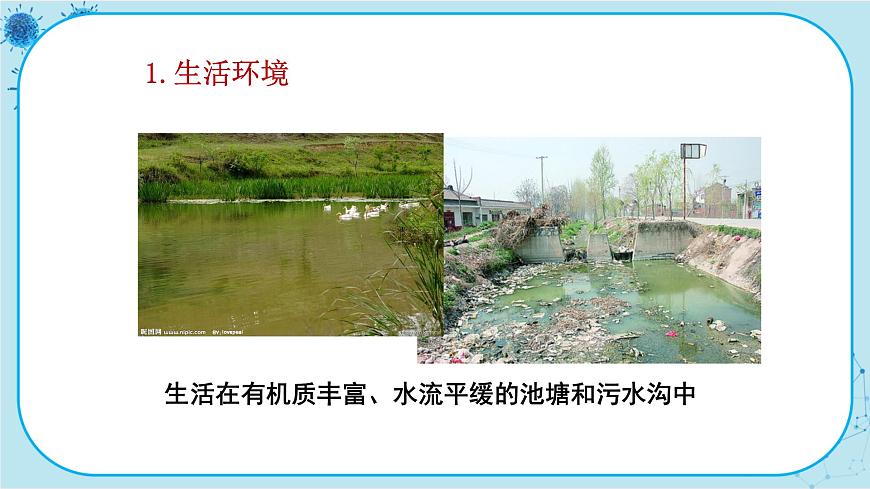 第4節(jié)   單細(xì)胞生物體第4頁