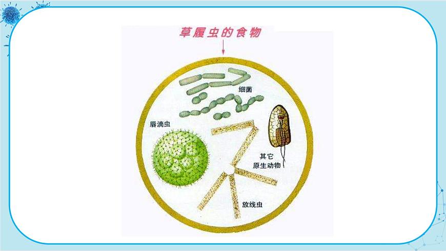 第4節(jié)   單細(xì)胞生物體第7頁