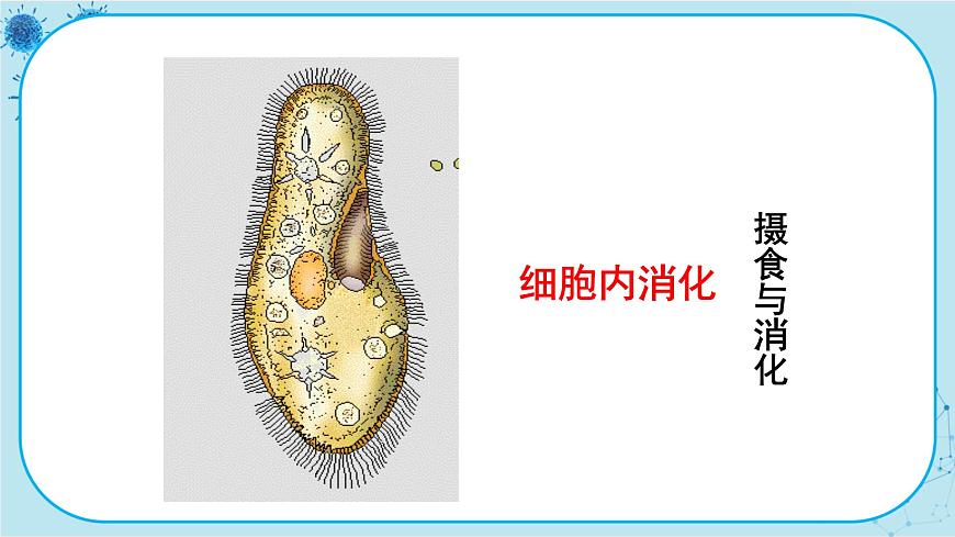 第4節(jié)   單細(xì)胞生物體第8頁