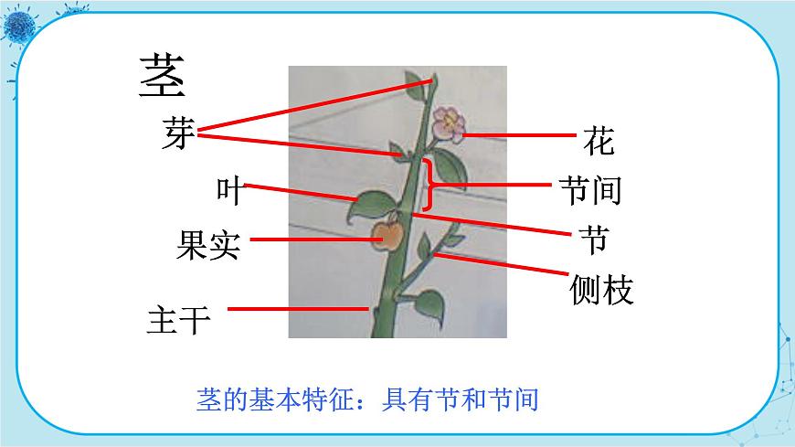 第1節(jié)   在實(shí)驗(yàn)室里觀察植物第3頁