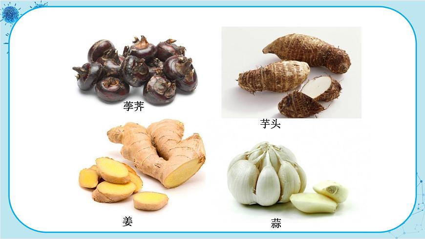 第1節(jié)   在實(shí)驗(yàn)室里觀察植物第5頁