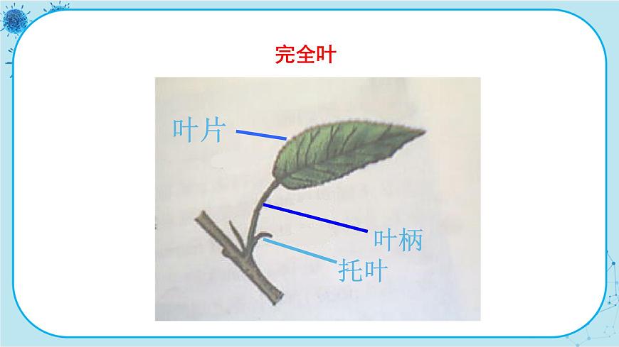 第1節(jié)   在實(shí)驗(yàn)室里觀察植物第6頁